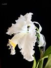 Cattleya mossiae semi-alba 